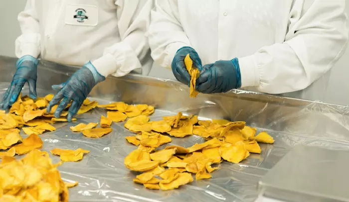Dried mango being sorted by hand at the producer